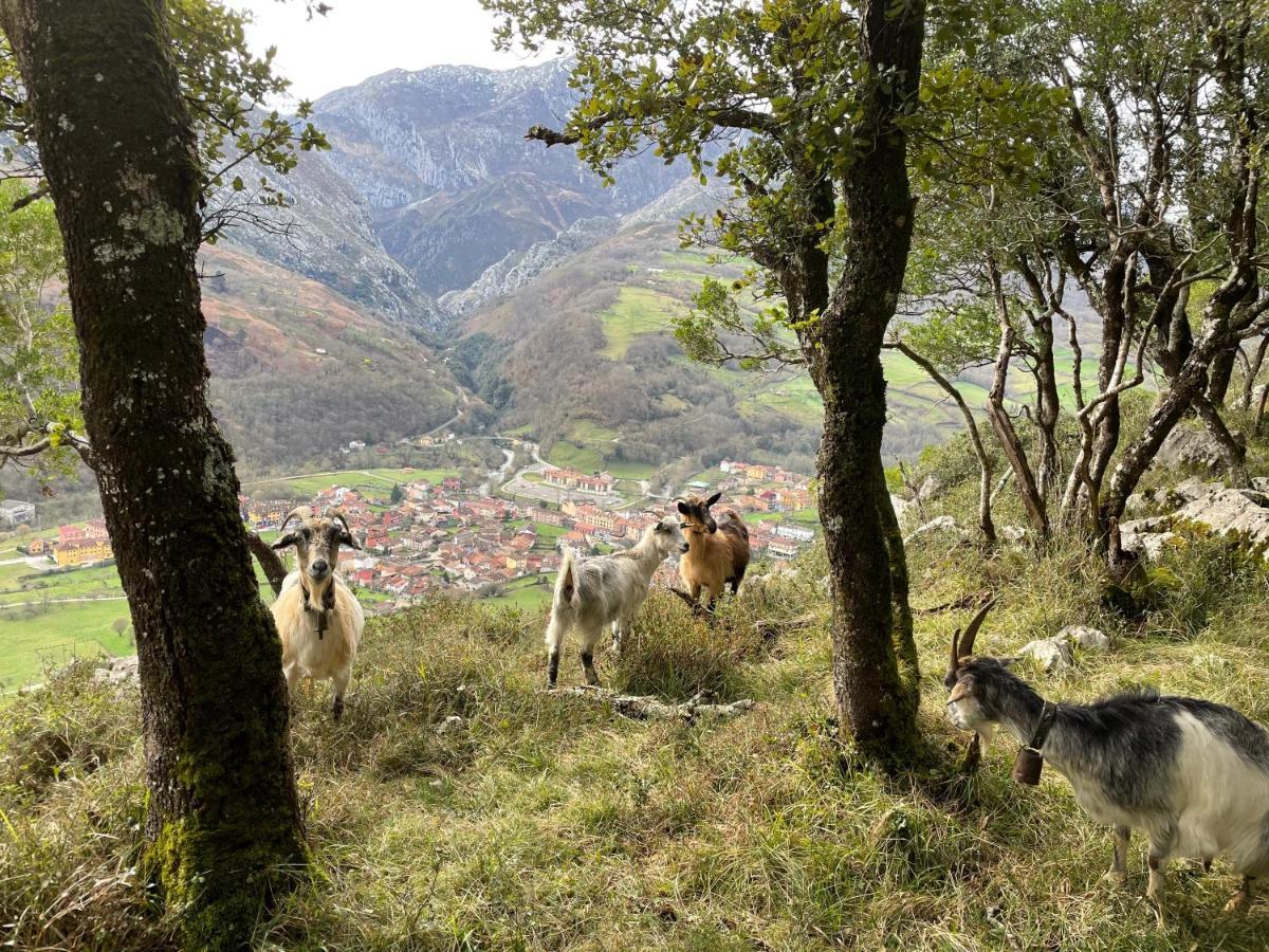 Lapaserina-A Arenas De Cabrales Dış mekan fotoğraf